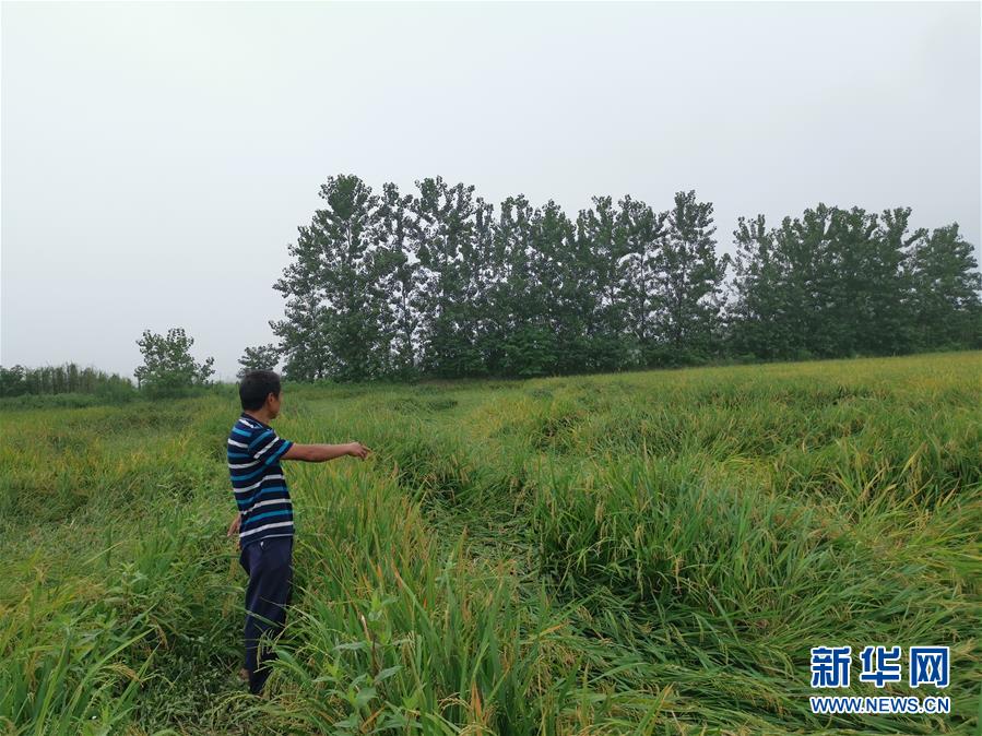 （新華視點·聚焦餐桌外的浪費·圖文互動）（2）顆粒歸倉為何難實現？我國糧食收割環節損失驚人