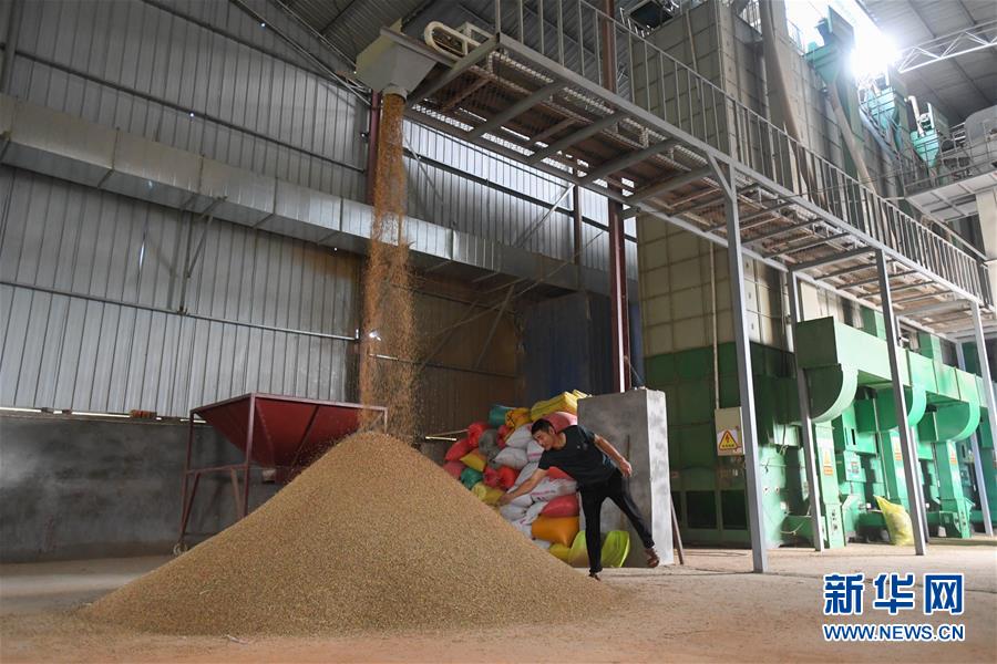 （新華視點·聚焦餐桌外的浪費·圖文互動）（1）農戶儲糧損失達8%！設施普遍簡陋，蟲害霉變堪憂