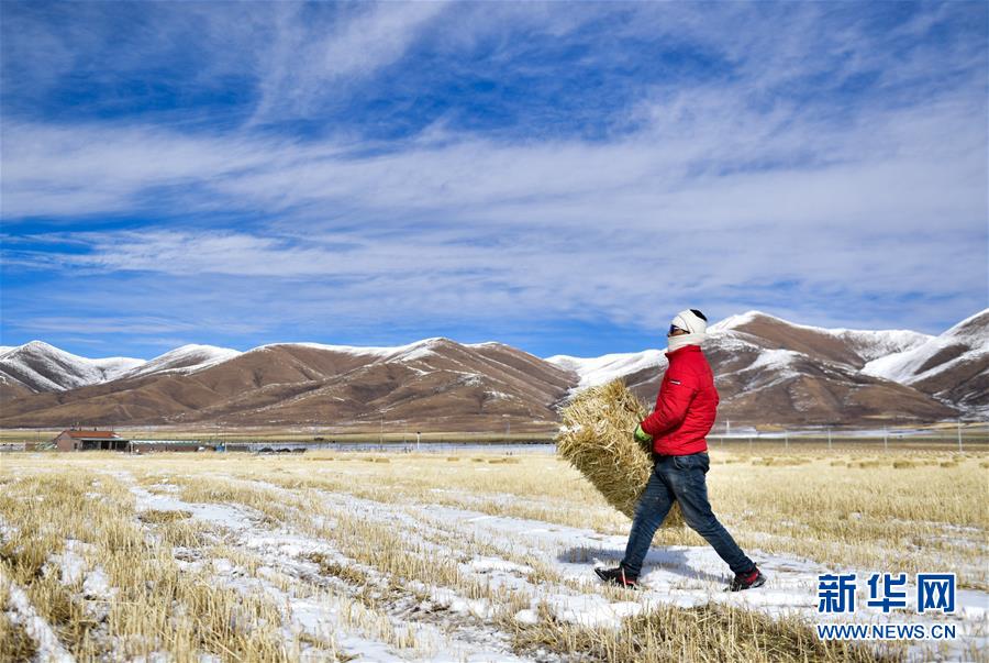 (新華全媒頭條·走向我們的小康生活·圖文互動(dòng))(8)綠色繪就三江源——來自青海脫貧奔小康一線的蹲點(diǎn)報(bào)告