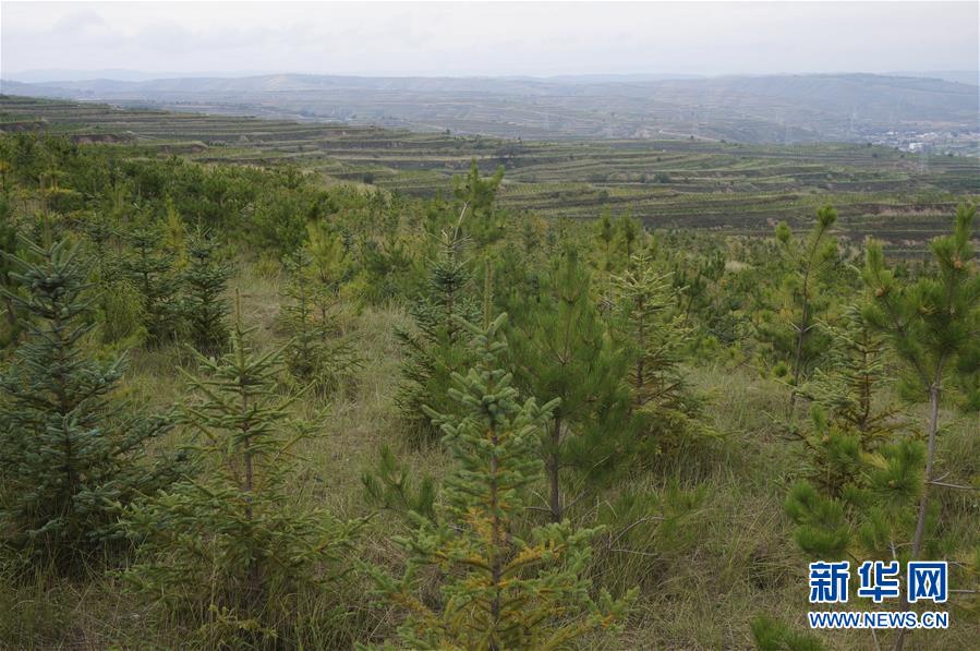 (決戰決勝脫貧攻堅·圖文互動)(1)甘肅定西黃土高坡上,有片“福州林”