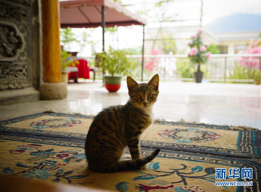 (走向我們的小康生活·決戰決勝脫貧攻堅·圖文互動)(3)甘青交界處的跨越——保安族、撒拉族的脫貧故事