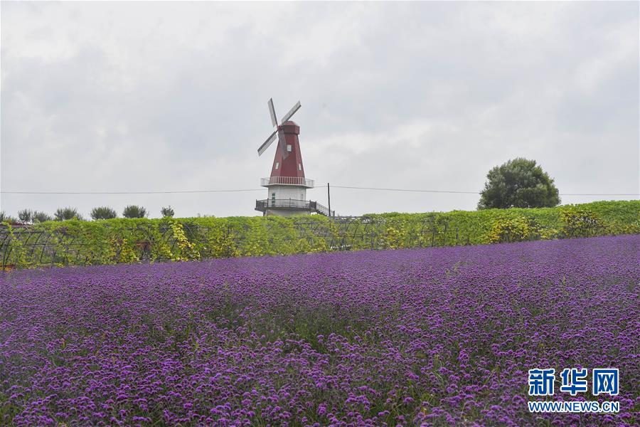 （新華全媒頭條&middot;走向我們的小康生活&middot;圖文互動(dòng)）（6）黑土地上是我家&mdash;&mdash;在吉林，一瞥中國東北鄉(xiāng)村美麗未來