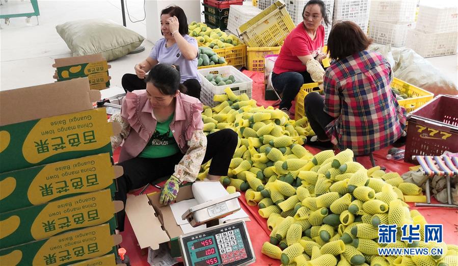 (決戰(zhàn)決勝脫貧攻堅·圖文互動)(3)同飲一江水 攜手“斬窮根”——深圳對口廣西河池、百色扶貧協(xié)作見聞