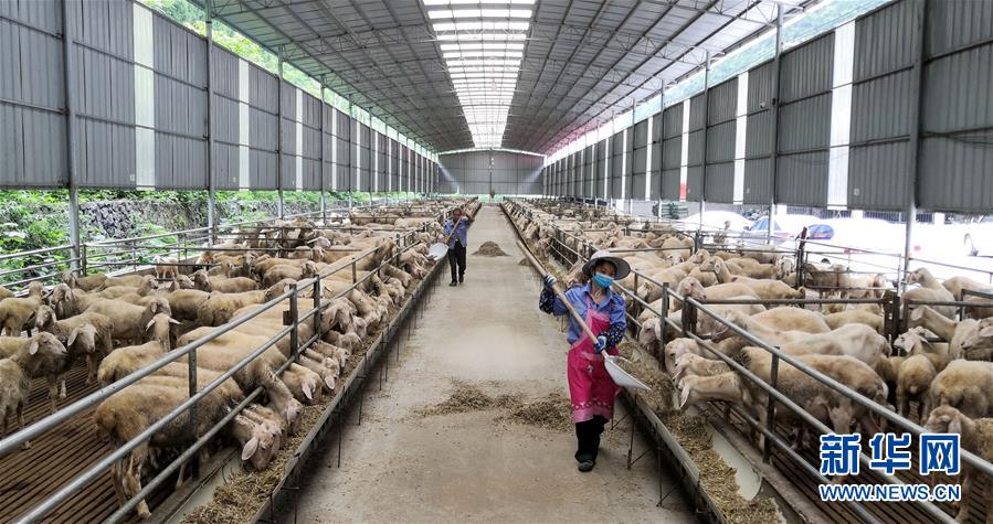 (決戰(zhàn)決勝脫貧攻堅·圖文互動)(5)同飲一江水 攜手“斬窮根”——深圳對口廣西河池、百色扶貧協(xié)作見聞