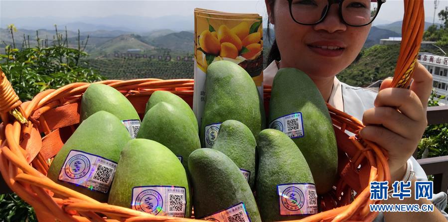 (決戰(zhàn)決勝脫貧攻堅·圖文互動)(7)同飲一江水 攜手“斬窮根”——深圳對口廣西河池、百色扶貧協(xié)作見聞