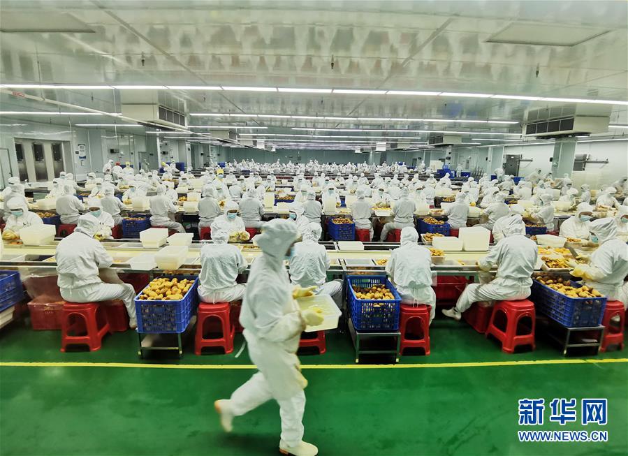 (決戰(zhàn)決勝脫貧攻堅·圖文互動)(8)同飲一江水 攜手“斬窮根”——深圳對口廣西河池、百色扶貧協(xié)作見聞