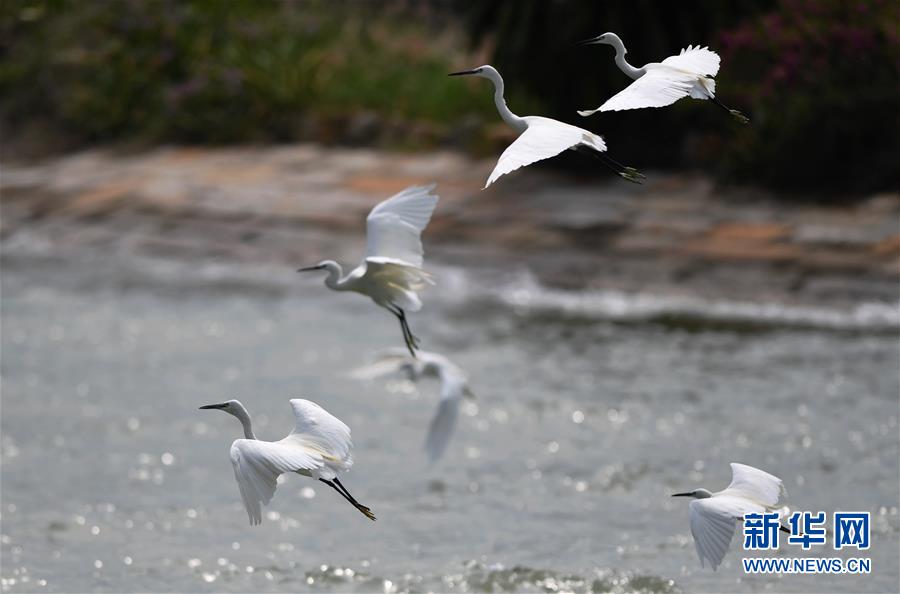 （特區40年?圖文互動）（4）廈庇五洲客 門納萬頃濤——廈門經濟特區40年發展紀實