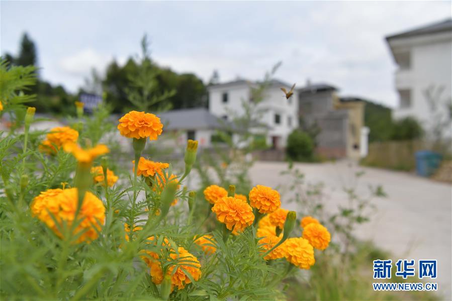 （走向我們的小康生活·圖文互動）（3）從廢棄礦山到生態“福地”——江西尋烏戰荒記 