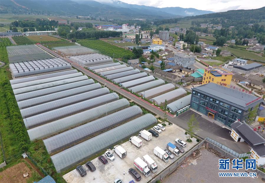 (走向我們的小康生活·決戰(zhàn)決勝脫貧攻堅·圖文互動)(1)把產(chǎn)業(yè)興盛之“根”扎進大涼山