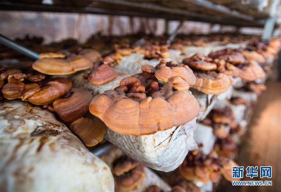 （新華全媒頭條&middot;走向我們的小康生活&middot;圖文互動）（4）特殊之年，荊楚大地書寫不平凡的答卷