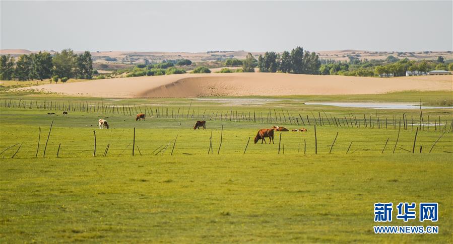 (在習近平新時代中國特色社會主義思想指引下——新時代新作為新篇章·習近平總書記關切事·圖文互動)(9)綠意,在黃沙中鋪展——我國防沙治沙紀實