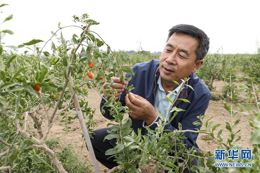 (全面建成小康社會(huì)“百城千縣萬(wàn)村調(diào)研行”·圖文互動(dòng))(1)寧夏華寺村:做活“土”文章 村民享小康