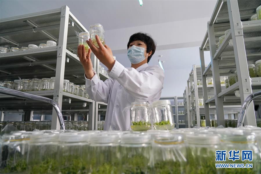 (集中連片特困地區貧困村調研行·圖文互動)(2)壩上小村莊 闊步奔小康——河北張北縣德勝村脫貧調查