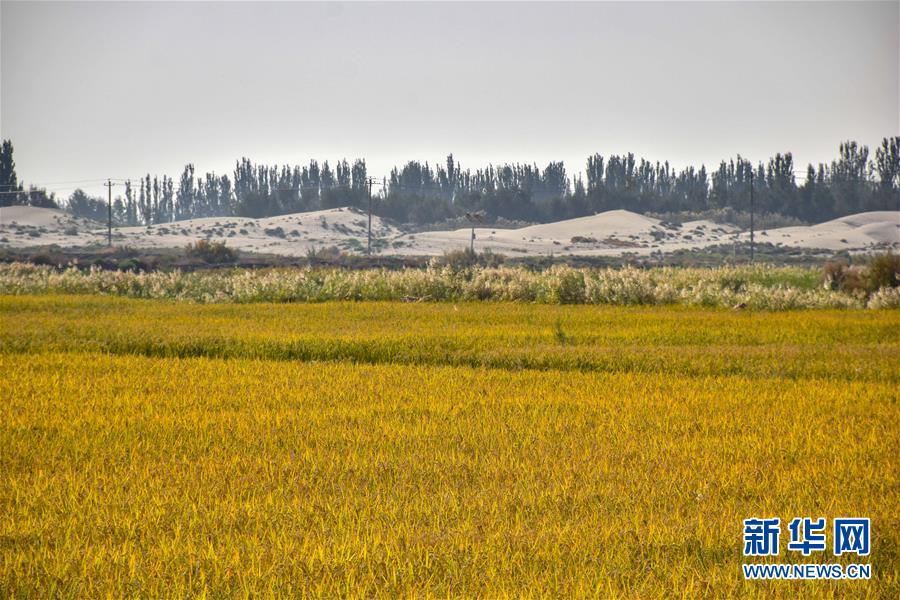 (圖文互動)(2)我在塔克拉瑪干沙漠種水稻