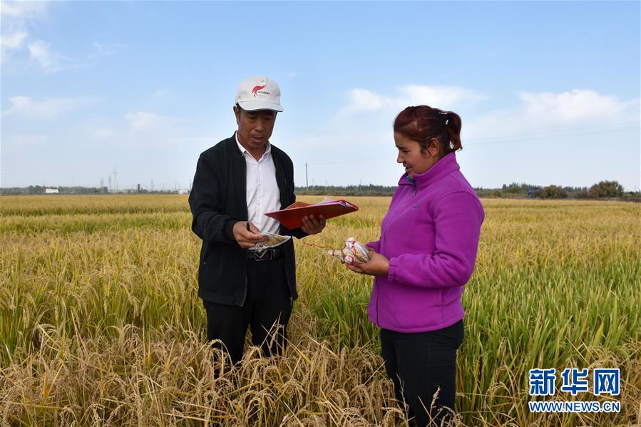(圖文互動)(3)我在塔克拉瑪干沙漠種水稻