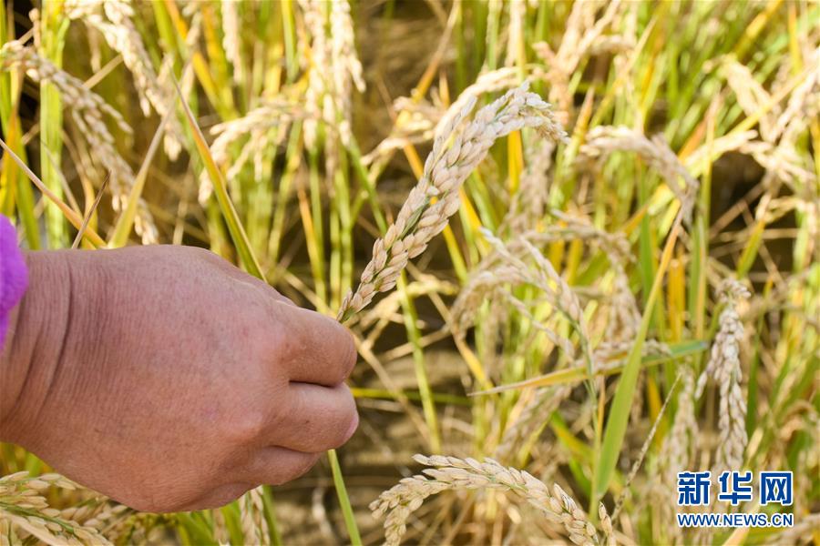 (圖文互動)(5)我在塔克拉瑪干沙漠種水稻