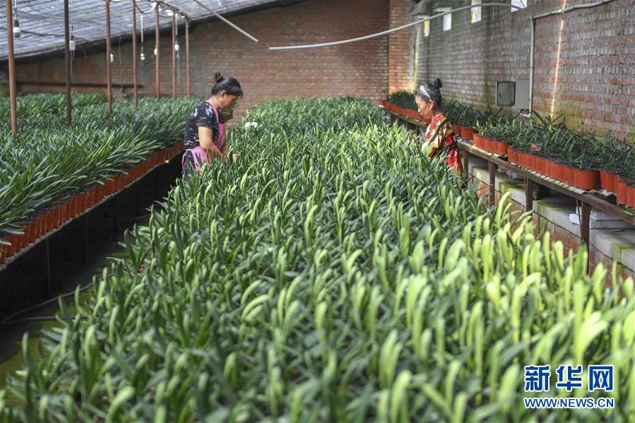 (決戰(zhàn)決勝脫貧攻堅(jiān)·圖文互動(dòng))(2)君子蘭在脫貧攻堅(jiān)戰(zhàn)場(chǎng)上“綻放”