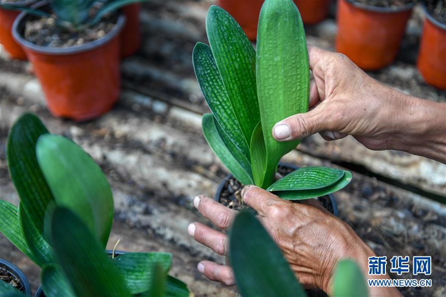 (決戰(zhàn)決勝脫貧攻堅(jiān)·圖文互動(dòng))(4)君子蘭在脫貧攻堅(jiān)戰(zhàn)場(chǎng)上“綻放”
