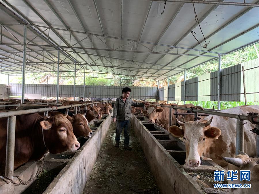 (新華全媒頭條·圖文互動(dòng))(3)決戰(zhàn)千山萬(wàn)弄間——廣西“極貧角落”最后攻堅(jiān)記