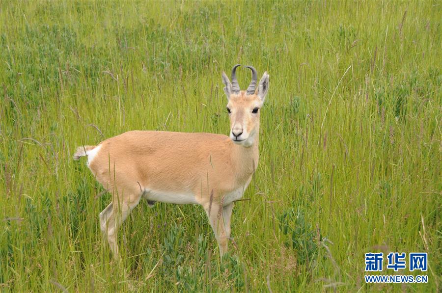 (新華全媒頭條·圖文互動)(11)大湖見證 ——持續保護讓青海湖生態華麗“蝶變”
