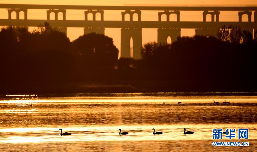 (新華全媒頭條·圖文互動)(7)從“四亂”突出到生態修復 黃河漸成中原“綠飄帶”