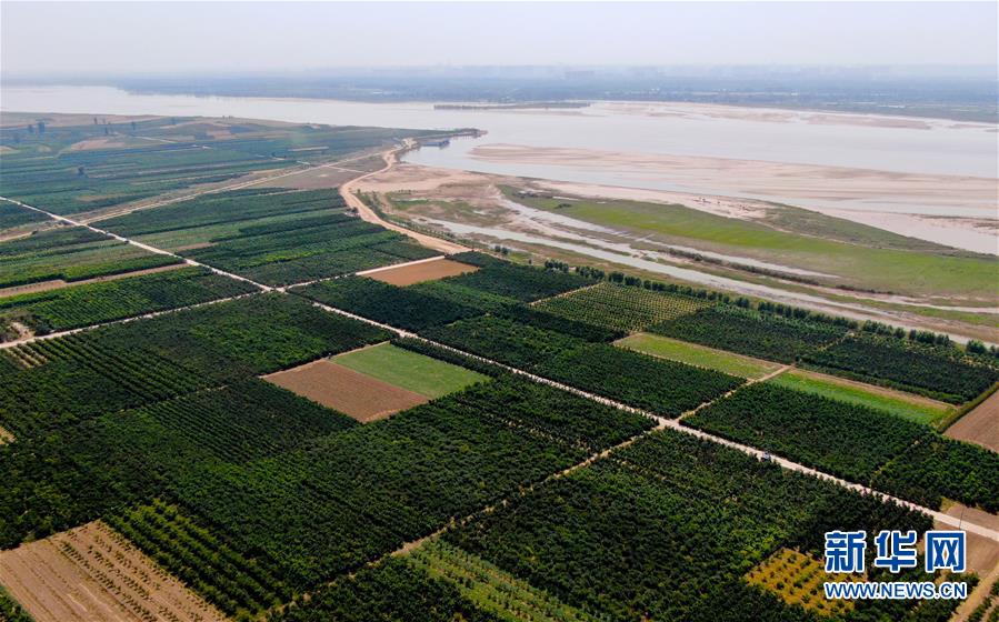 (新華全媒頭條·圖文互動)(9)從“四亂”突出到生態修復 黃河漸成中原“綠飄帶”