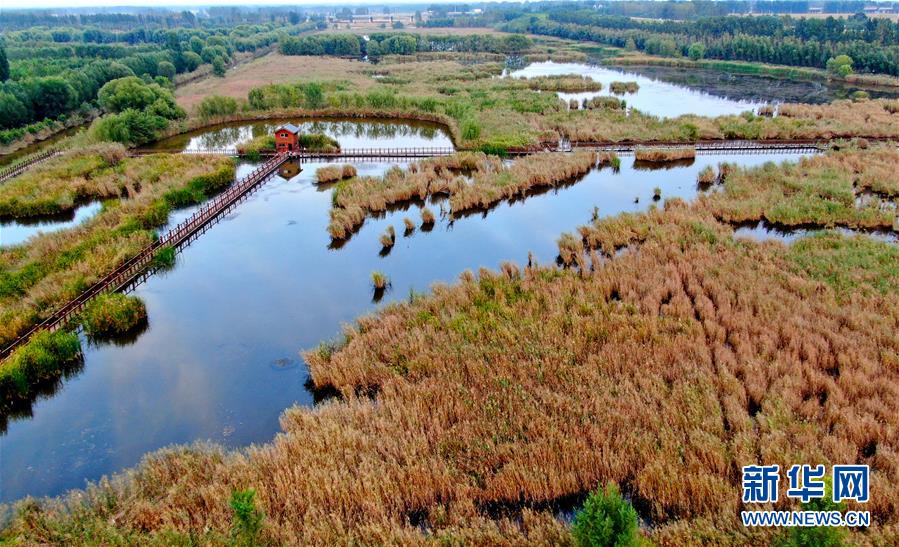 (新華全媒頭條·圖文互動)(13)從“四亂”突出到生態修復 黃河漸成中原“綠飄帶”