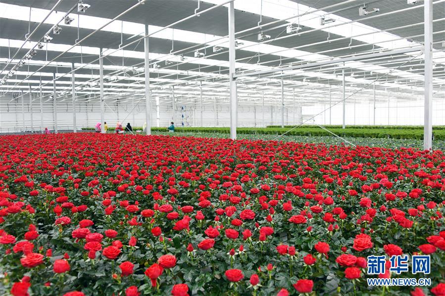 (五中全會精神在基層·圖文互動)(2)從黃土荒坡到萬畝良田——蘭州新區現代農業發展“變奏曲”