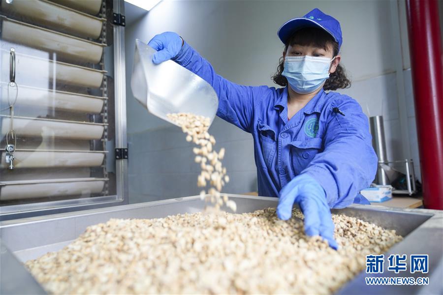 (決戰(zhàn)決勝脫貧攻堅(jiān)·圖文互動(dòng))(2)重慶三峽庫(kù)區(qū)從“中華藥庫(kù)”里探尋脫貧致富“良方”