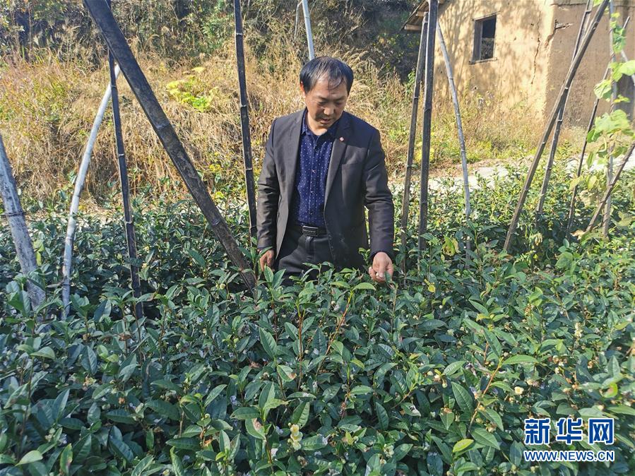 (決戰(zhàn)決勝脫貧攻堅(jiān)·圖文互動(dòng))(2)咬定“茶”山不放松——安徽大別山區(qū)石佛村依靠茶產(chǎn)業(yè)脫貧致富見聞