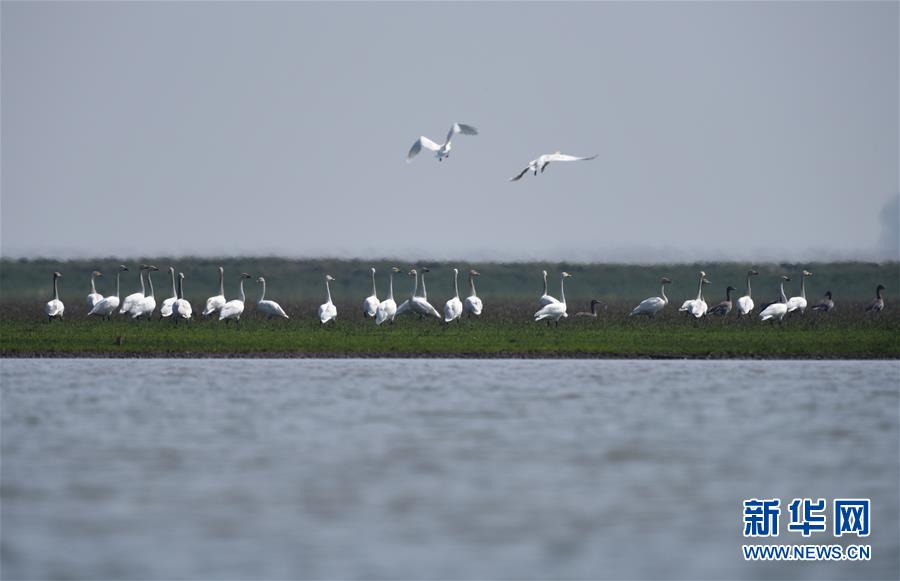 （新華全媒頭條&middot;圖文互動）（11）潮起東方萬象新&mdash;&mdash;以習近平同志為核心的黨中央團結帶領全黨全軍全國各族人民貫徹落實黨的十九大精神紀實