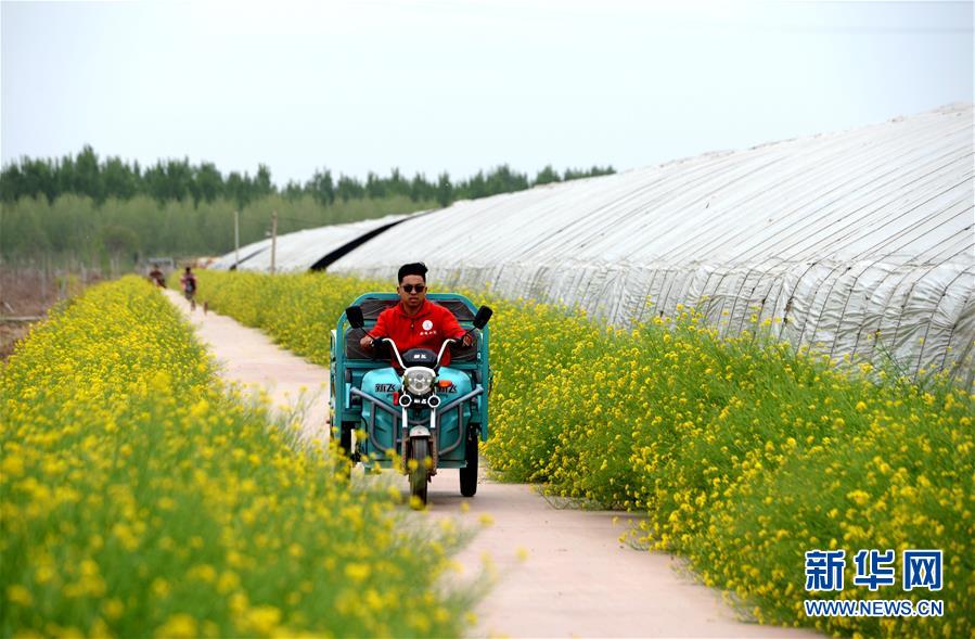 (在習近平新時代中國特色社會主義思想指引下——新時代新作為新篇章·總書記關心的百姓身邊事·圖文互動)(3)“農”字頭照樣“大”作為——豐收時節看涉農高校人才在希望的田野