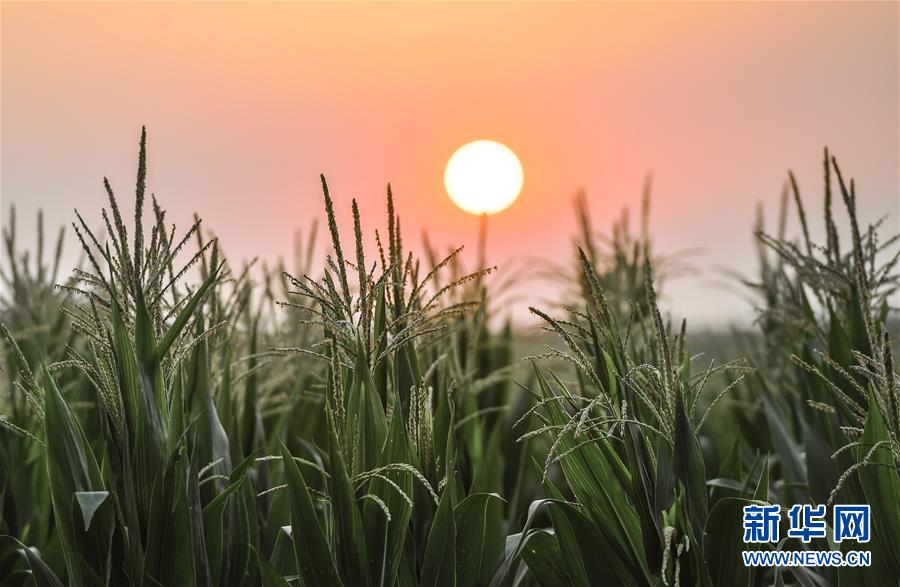 （在習近平新時代中國特色社會主義思想指引下——新時代新作為新篇章·習近平總書記關(guān)切事·圖文互動）（7）讓百姓吃得飽還要吃得好——夯實糧食安全基礎端牢中國飯碗