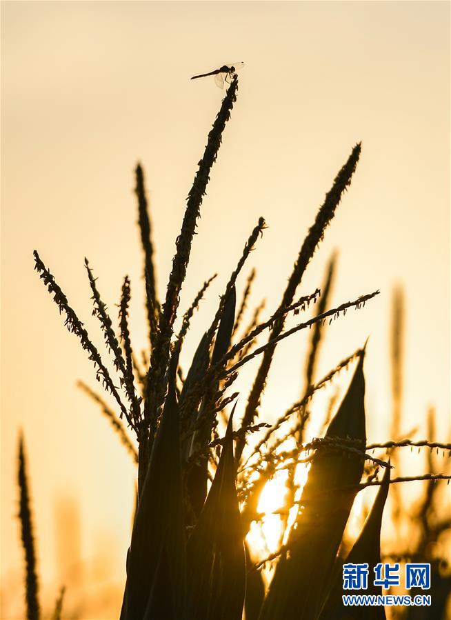 （在習近平新時代中國特色社會主義思想指引下——新時代新作為新篇章·習近平總書記關(guān)切事·圖文互動）（9）讓百姓吃得飽還要吃得好——夯實糧食安全基礎端牢中國飯碗