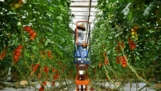 海南熱帶高效農業實現歷史性跨越