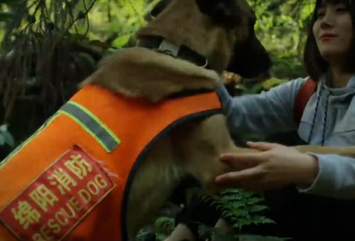 全國防災減災日｜無言的戰士 忠誠的伙伴&mdash;&mdash;搜救犬