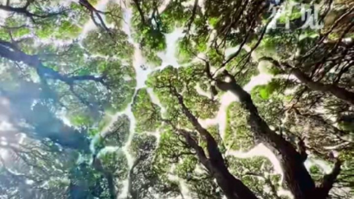 樹木為何會相互“禮讓”？