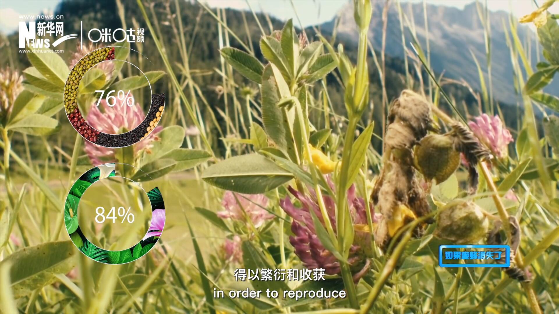 世界上百分之七十六的糧食作物和百分之八十四的植物，通過蜜蜂傳授花粉得以繁衍和收獲