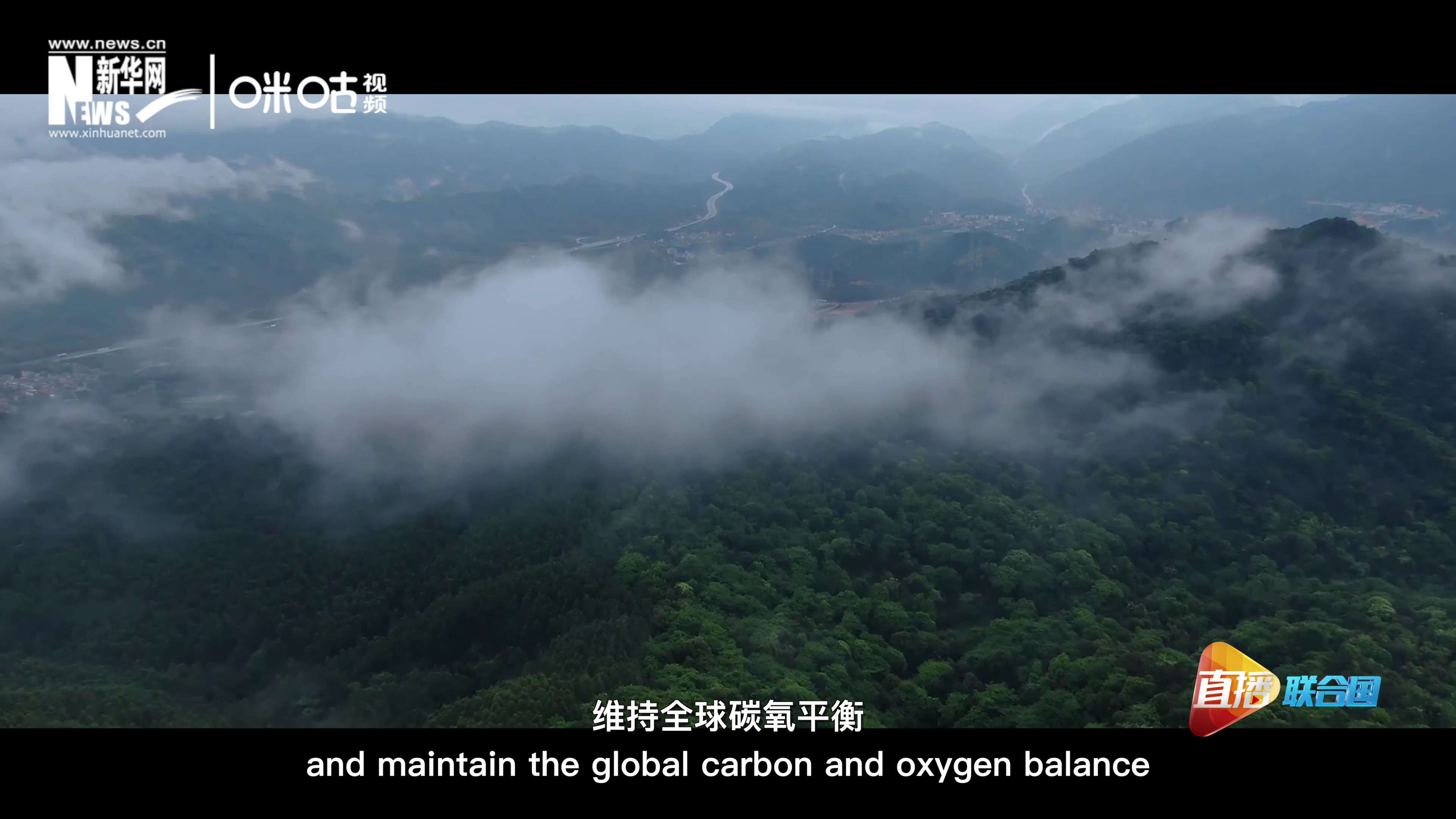 森林的碳匯可以協(xié)助減緩氣候變化，維持全球碳氧平衡