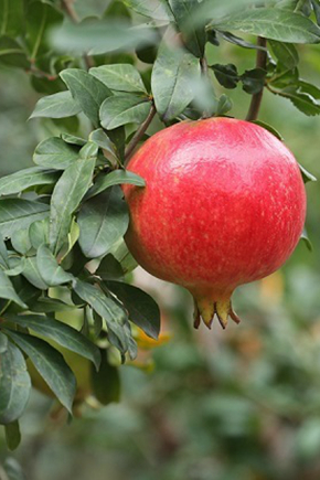 漁家傲·五月榴花妖艷烘