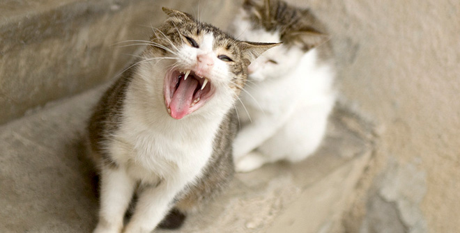 你見過這樣的腹黑貓嗎？