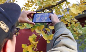 拯救你的拍照技術！五招用手機拍出唯美銀杏照