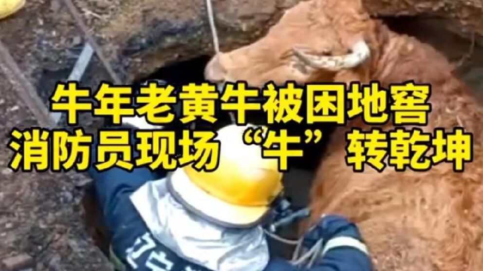 牛年老黃牛被困地窖，消防員現場“牛”轉乾坤！