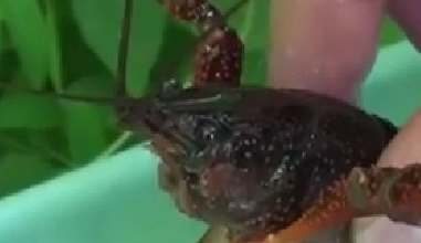 封殺！ 日本擬將小龍蝦指定為外來入侵物種