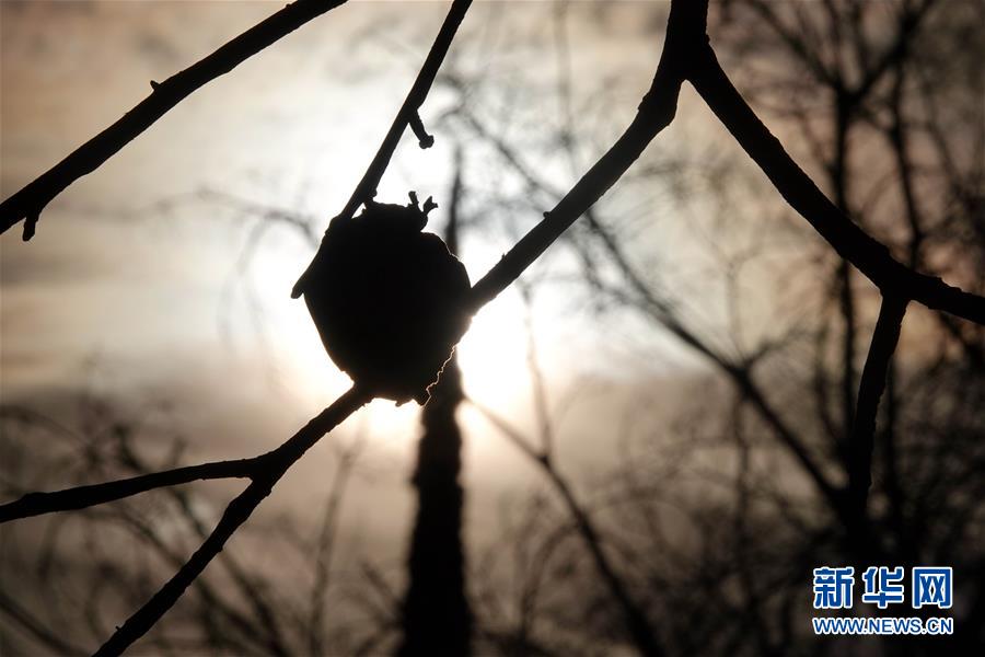 (國(guó)際·圖文互動(dòng))(10)一場(chǎng)山火,讓這個(gè)冬天格外冷——探訪美國(guó)加州山火災(zāi)區(qū)