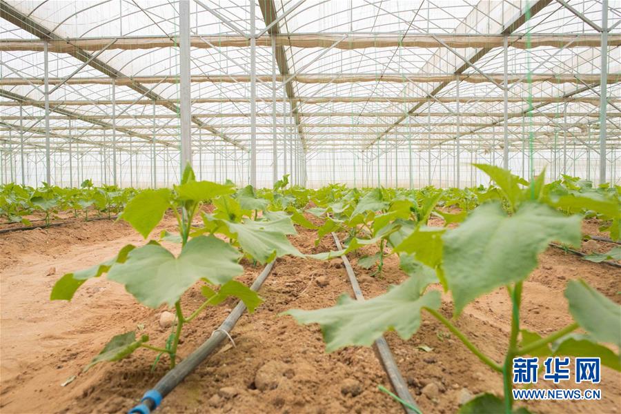 (國際·“一帶一路”高峰論壇·圖文互動)(6)荒漠正在成為瓜果飄香的綠洲——記中國國機重工埃及現代農業溫室項目