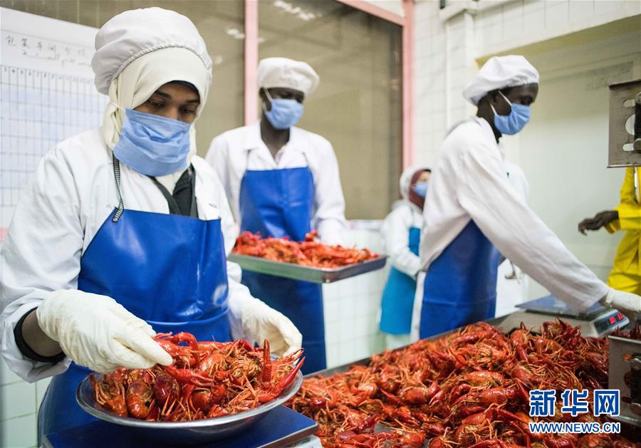 (國(guó)際·圖文互動(dòng))(7)從尼羅河畔到中國(guó)餐桌——一只“洋”小龍蝦的36小時(shí)旅程