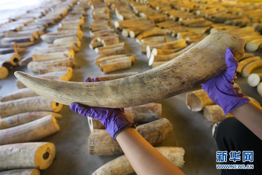 (國際)(1)新加坡截獲史上數量最多的走私象牙