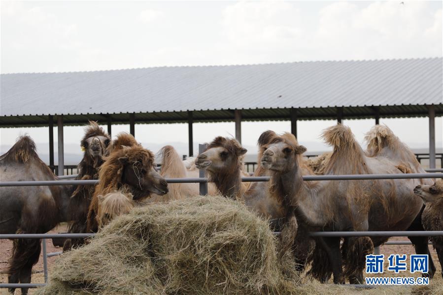 (國(guó)際·圖文互動(dòng))(1)從“先遣隊(duì)”到“正規(guī)軍”——哈薩克斯坦駱駝奶粉入華記