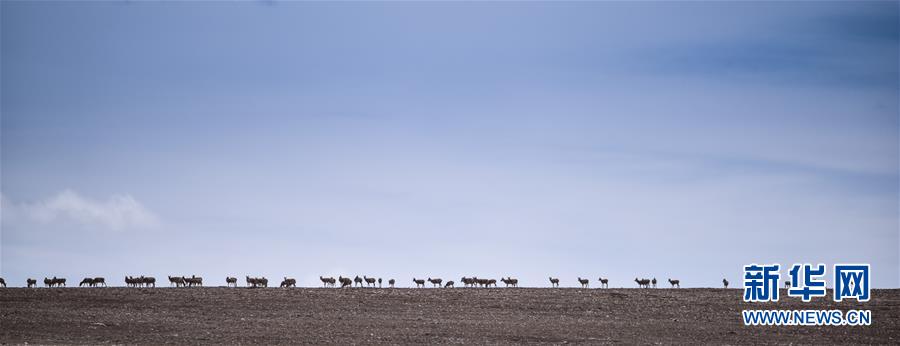 （新媒體專線·圖文互動）（4）一參與殺害“改革先鋒”杰桑·索南達杰的嫌犯被抓獲